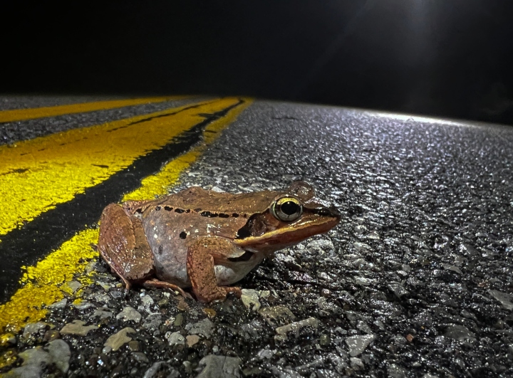 Wood Frog